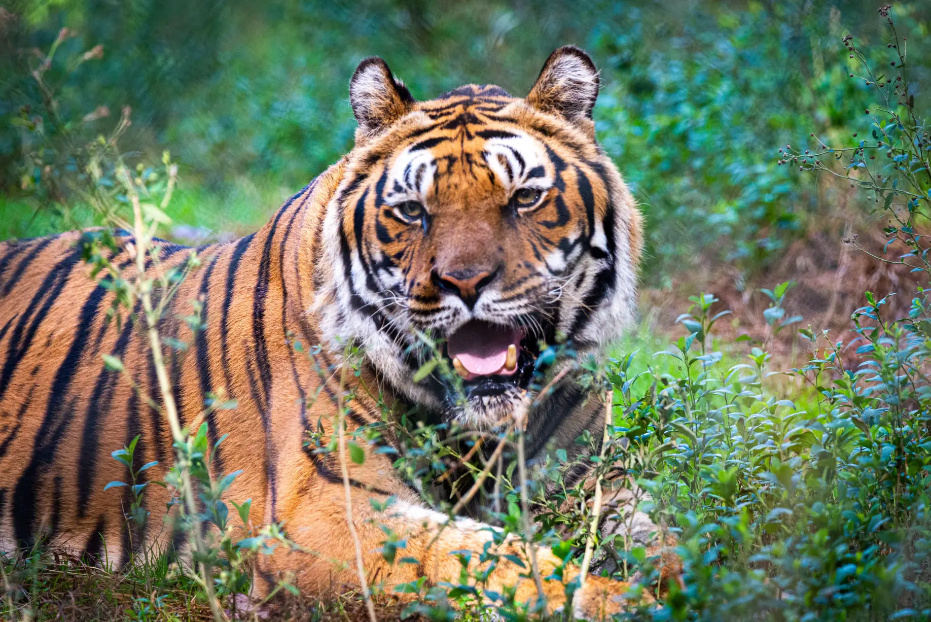 Kalagarh Tiger Reserve lansdown safari tours, Ticket , Timings